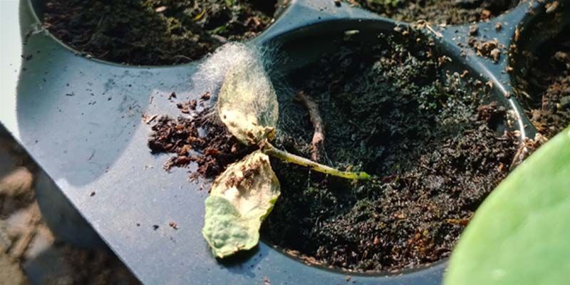 Umfallkrankheit Umfallkrankheit