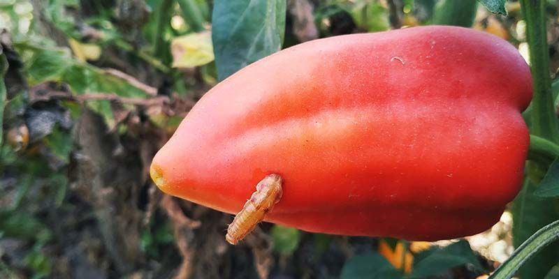 Pfeffermaden Pfeffermaden