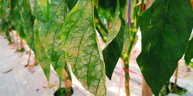 Echter Mehltau Echter Mehltau