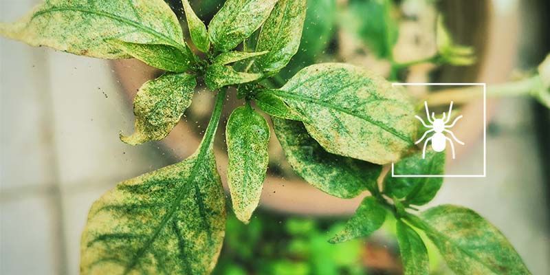 Spinnmilben Spinnmilben