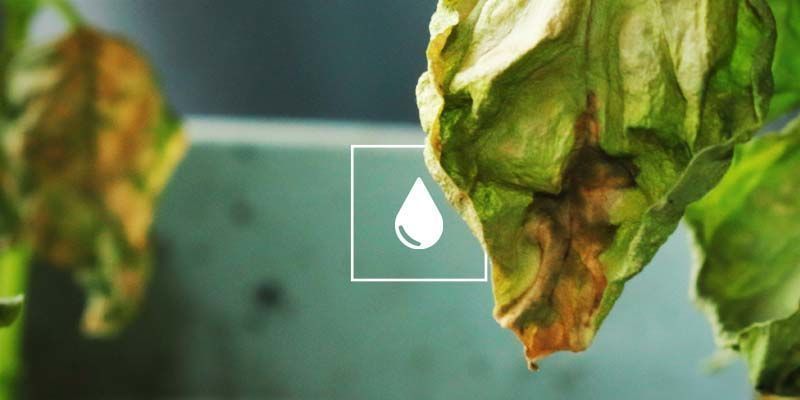 Verticillium-Welke Verticillium-Welke