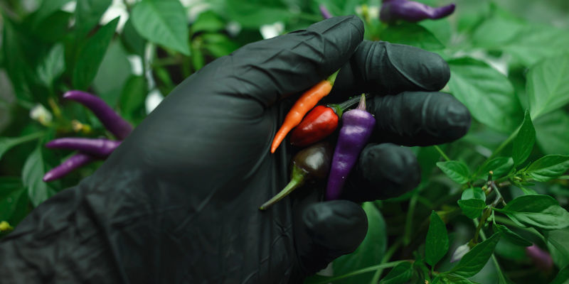 Ernte Zum Richtigen Zeitpunkt Ernte Zum Richtigen Zeitpunkt