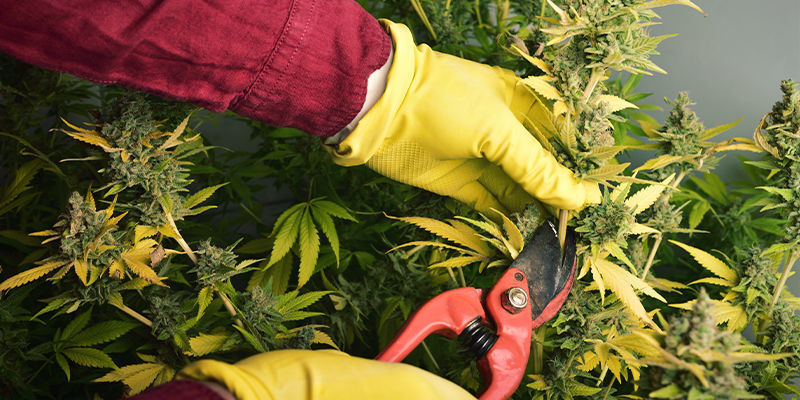 Was Löst Eine Allergische Reaktion Auf Cannabis Aus? Was Löst Eine Allergische Reaktion Auf Cannabis Aus?