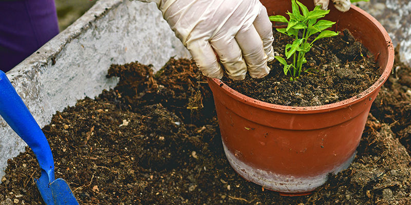 Umpflanzen Umpflanzen