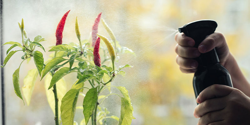 Wasser Und Nährstoffe Wasser Und Nährstoffe