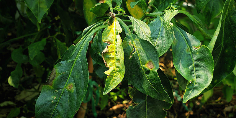 Nährstoffbrand Nährstoffbrand