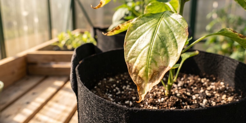 Tipps zum Düngen von scharfen Paprikapflanzen Tipps zum Düngen von scharfen Paprikapflanzen