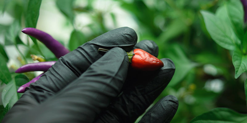 Zeit, Zu Ernten Zeit, Zu Ernten