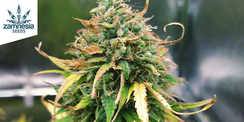 Do-Si-Dos Do-Si-Dos (Zamnesia Seeds)