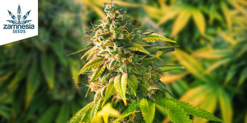 Lava Cake Lava Cake (Zamnesia Seeds)