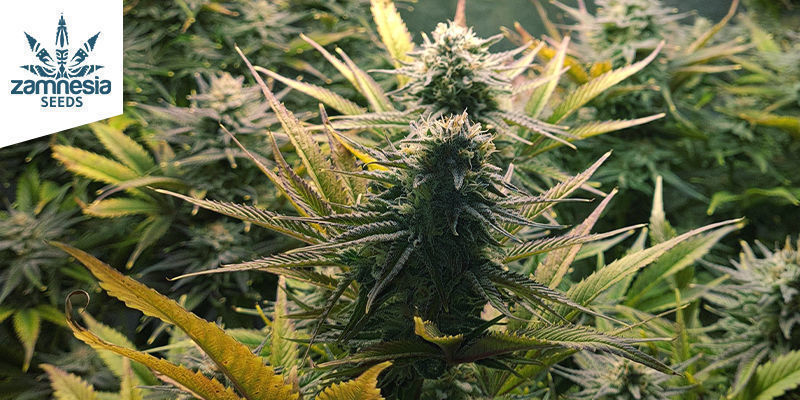 Runtz Runtz (Zamnesia Seeds)