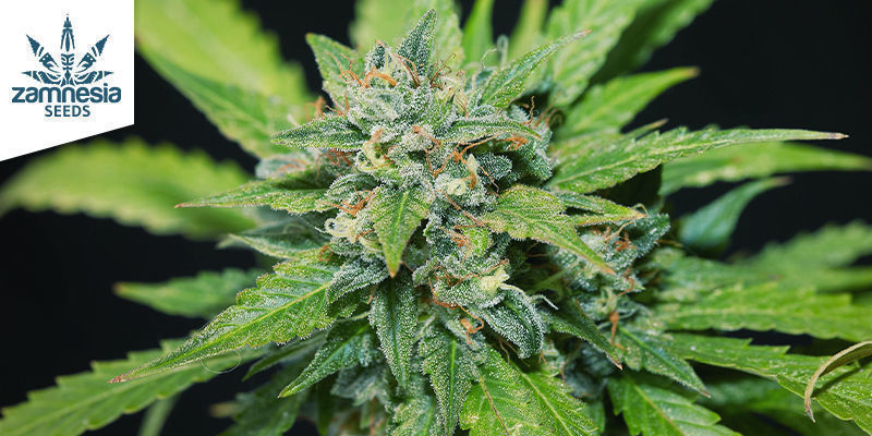 Wedding Cake Wedding Cake (Zamnesia Seeds)