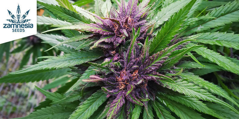 Gorilla Glue Gorilla Glue (Zamnesia Seeds)