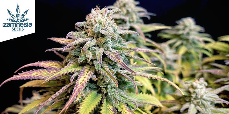 Banana Banana (Zamnesia Seeds)