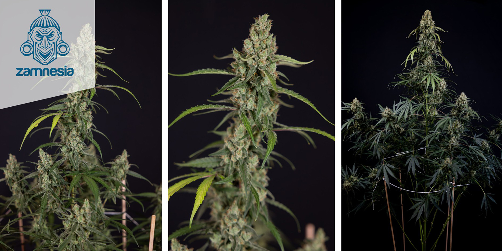 Black Diamond Automatic (Zamnesia Seeds) feminisiert