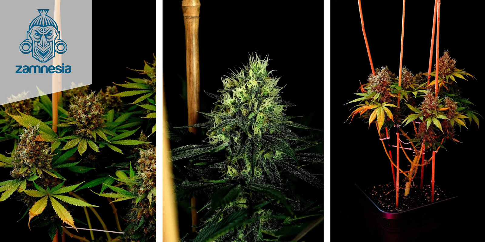 Kalini Asia (Zamnesia Seeds) feminisiert