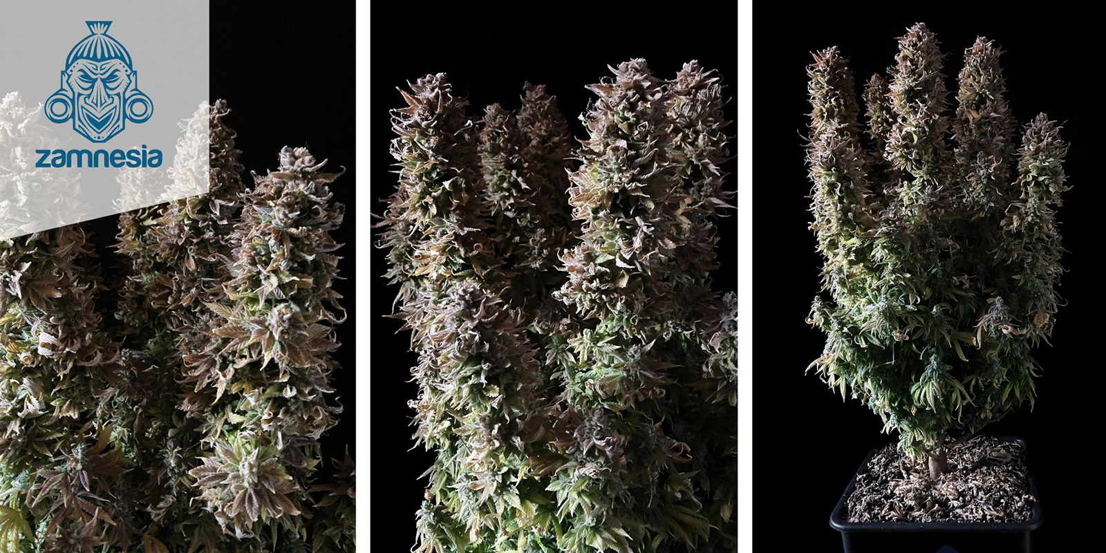 Panama Red (Zamnesia Seeds) feminisiert