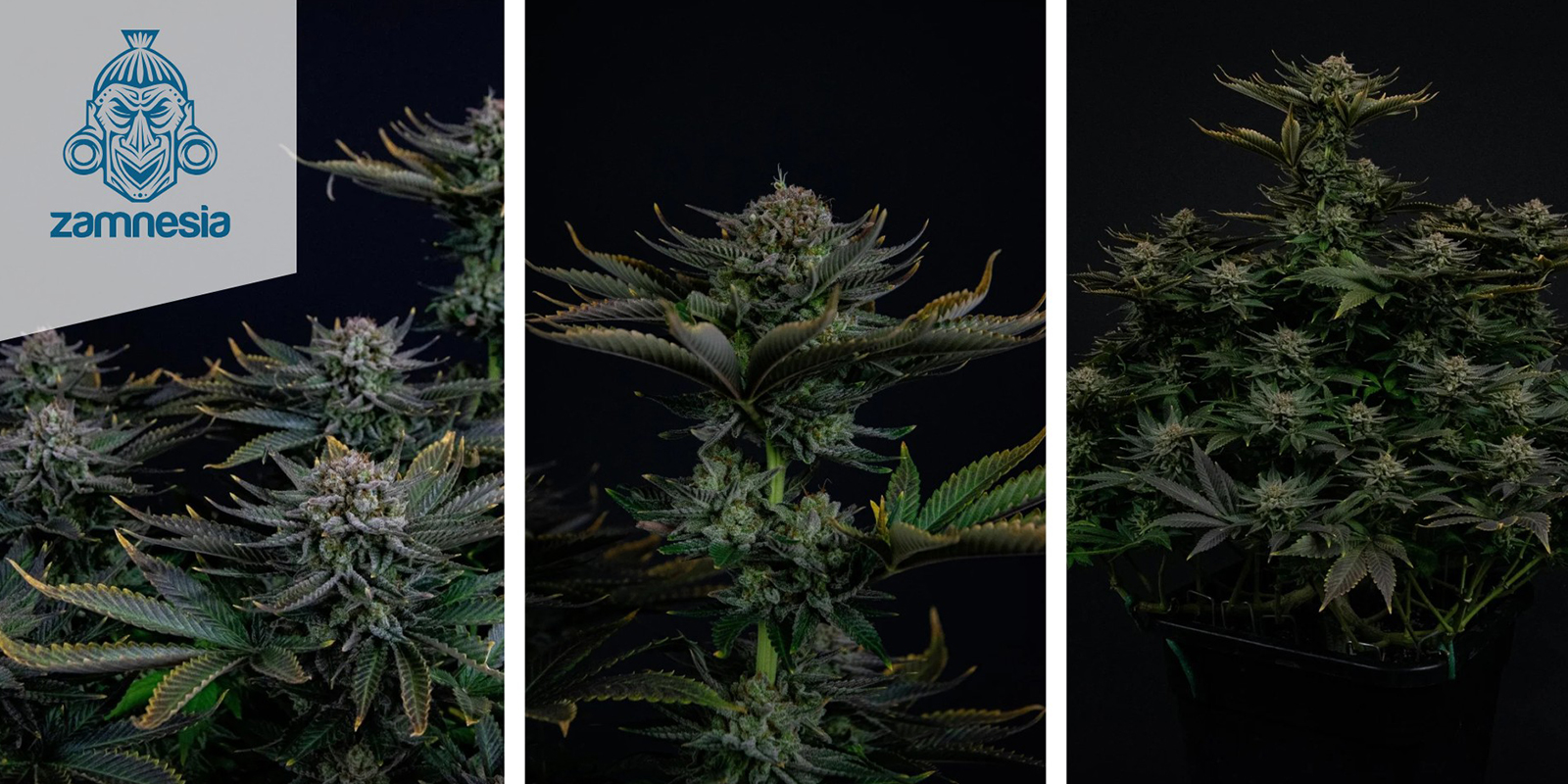 Runtz (Zamnesia Seeds) feminisiert