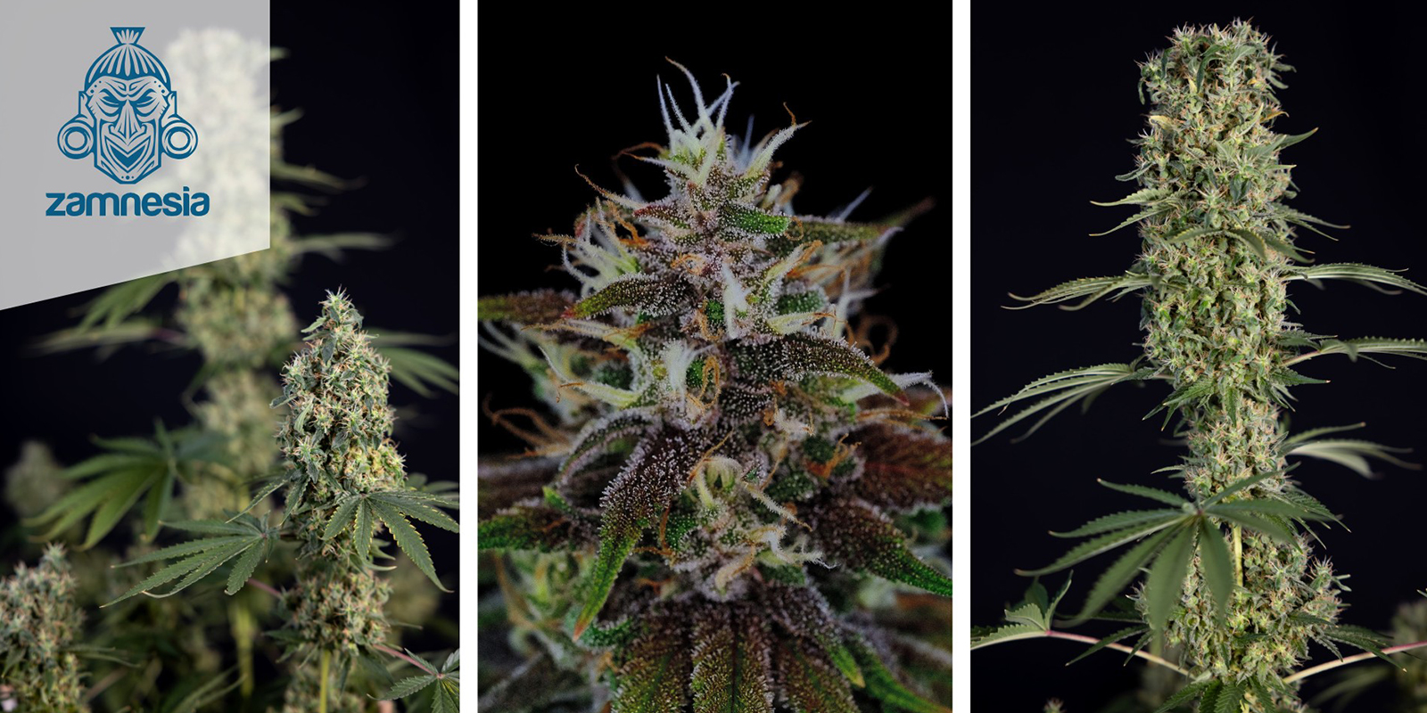 Strawberry Cough Automatic (Zamnesia Seeds) feminisiert