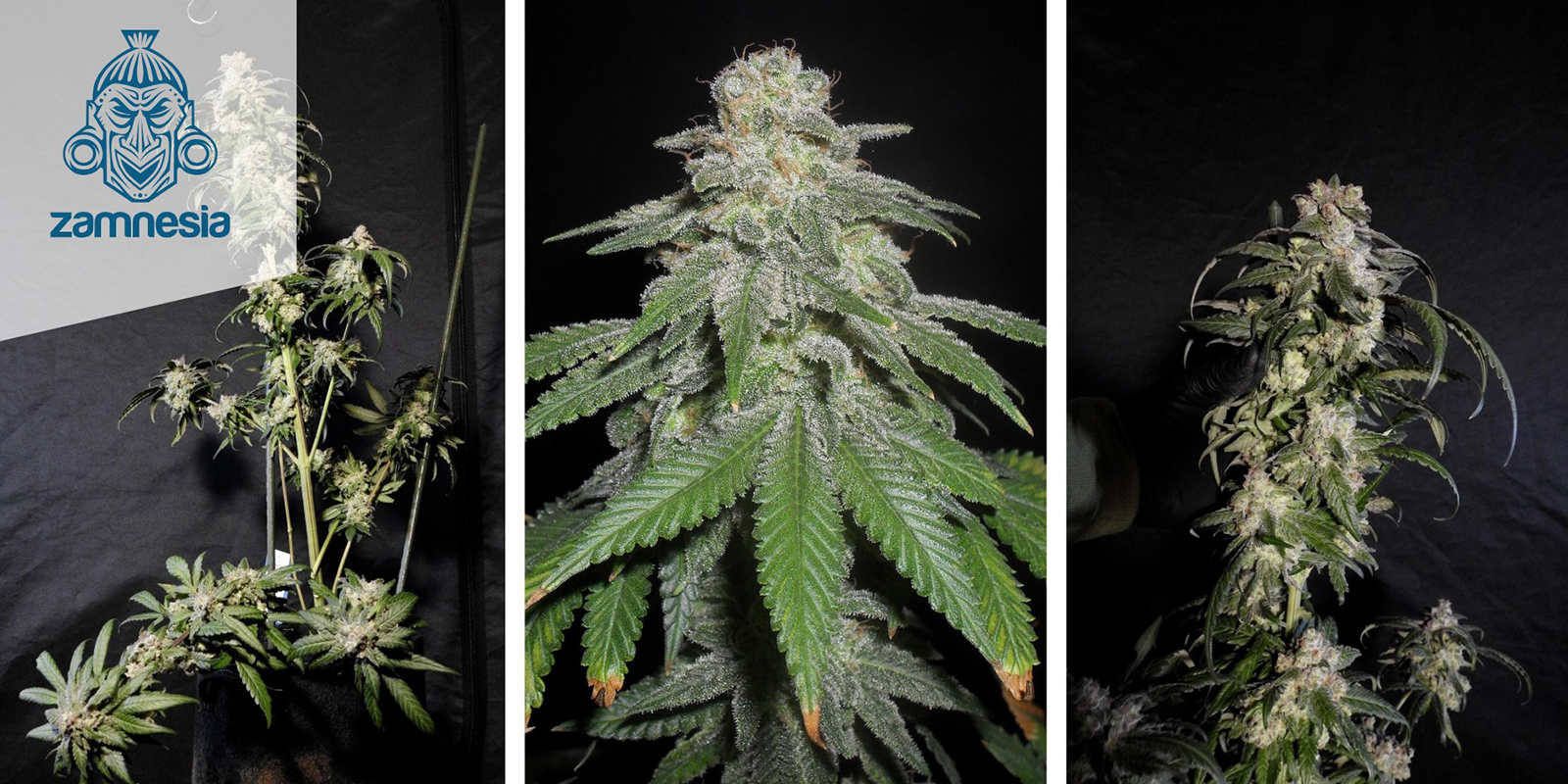 White Widow (Zamnesia Seeds) feminisiert