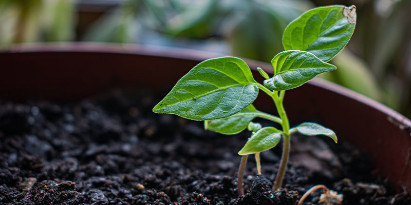 Umgang Mit Setzlingen Umgang Mit Setzlingen