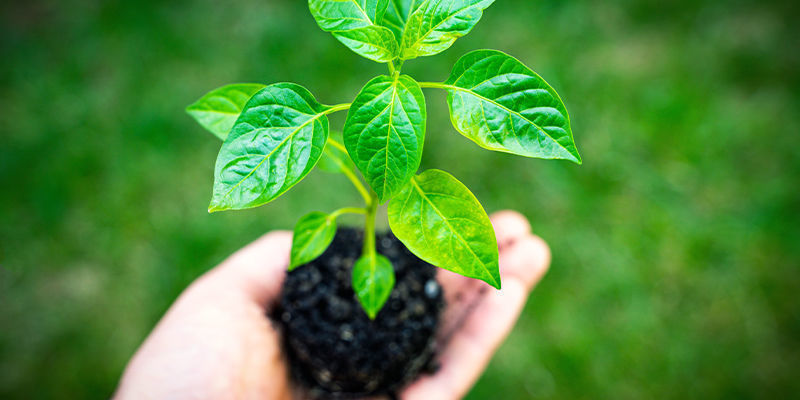 Umpflanzen Umpflanzen