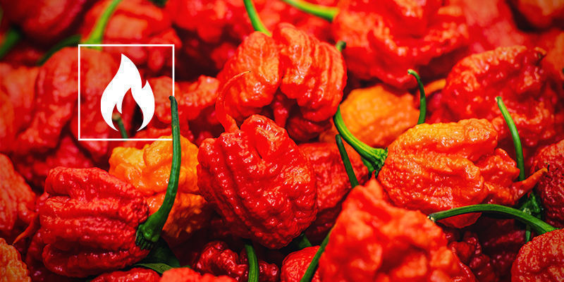 Wie Scharf Ist Der Carolina Reaper? Wie Scharf Ist Der Carolina Reaper?