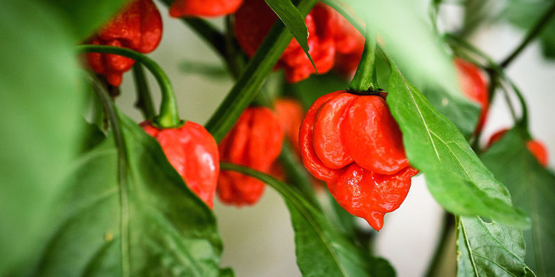 Wie Man Carolina Reaper Anbaut Wie Man Carolina Reaper Anbaut