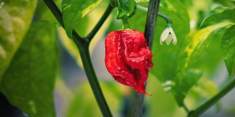 Was Ist Der Carolina Reaper? Was Ist Der Carolina Reaper?