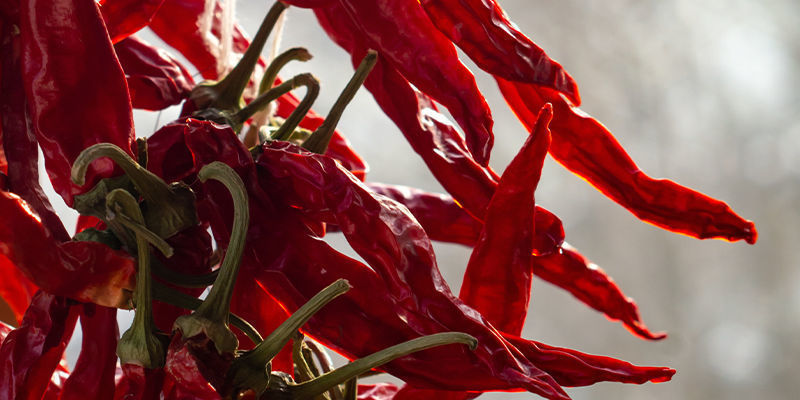 Wie Man Cayenne Long Slims Lagert Wie Man Cayenne Long Slims Lagert