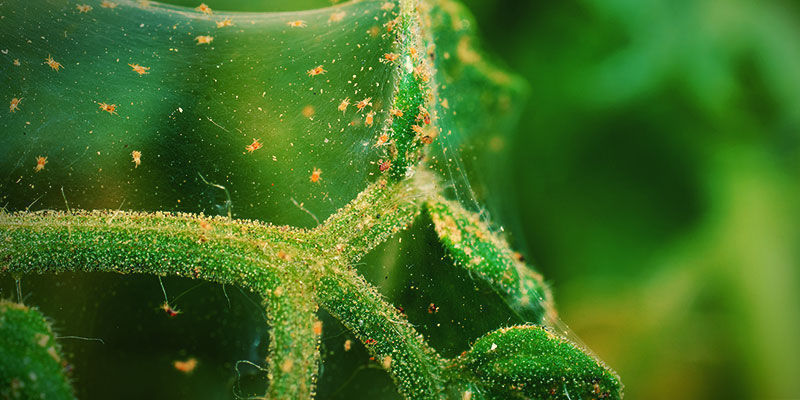 Spinnmilben Spinnmilben