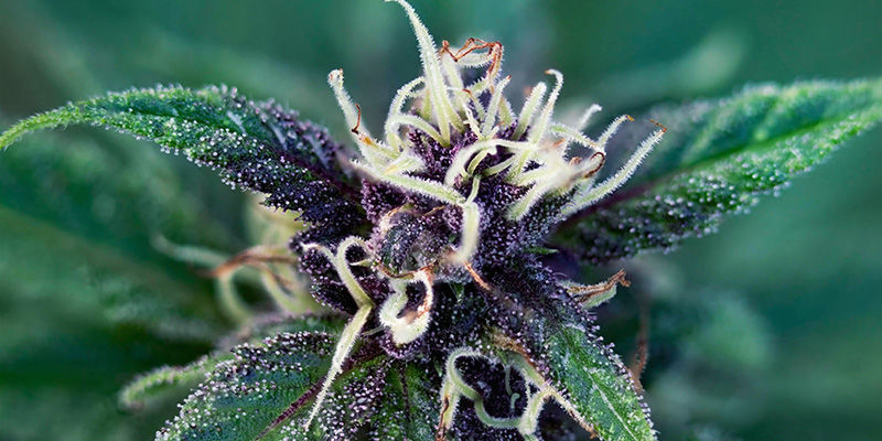 Durban Poison Durban Poison