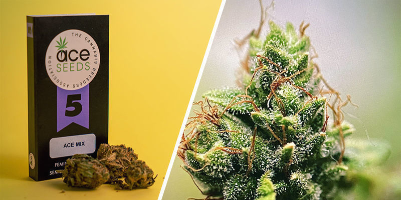 ACE Mix (ACE Seeds) ACE Mix (ACE Seeds)