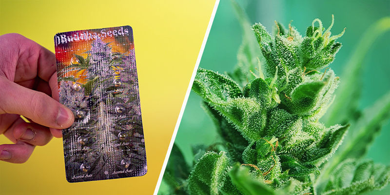 Autoflower Allerlei (Buddha Seeds) Autoflower Allerlei (Buddha Seeds)