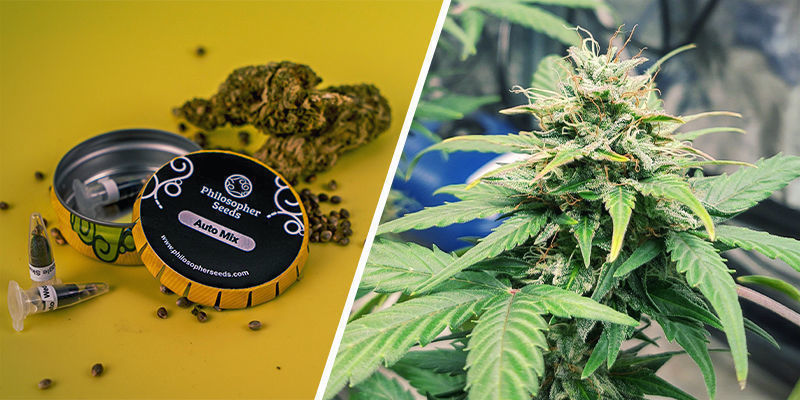 Auto Mix (Philosopher Seeds) Auto Mix (Philosopher Seeds)
