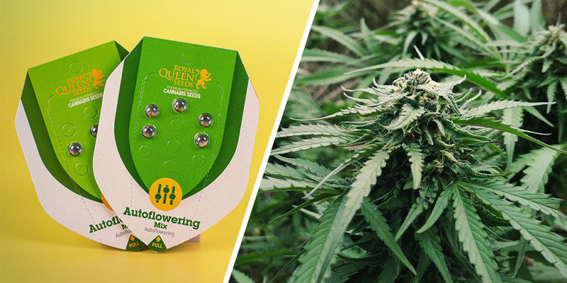 Autoflowering Mix (Royal Queen Seeds) Autoflowering Mix (Royal Queen Seeds)