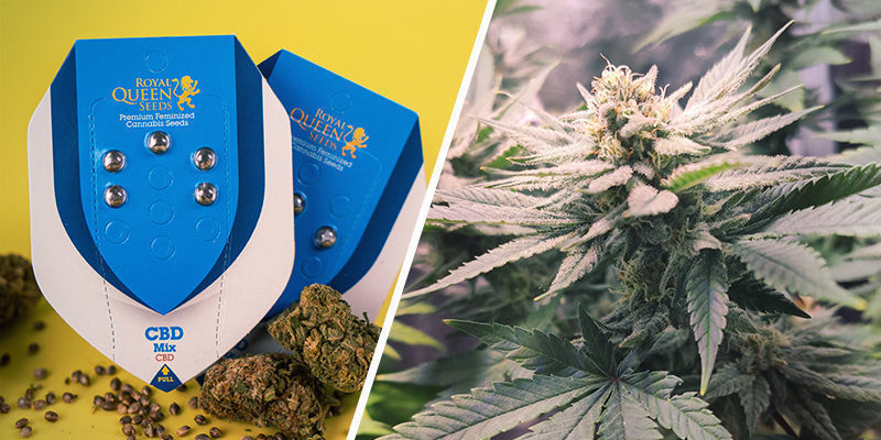 CBD Mix (Royal Queen Seeds) CBD Mix (Royal Queen Seeds)