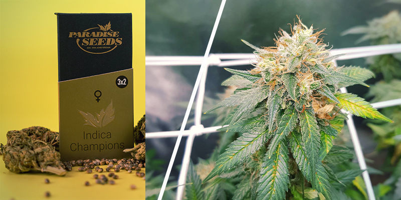 Sammelpackung Indica Champions (Paradise Seeds) Sammelpackung Indica Champions (Paradise Seeds)