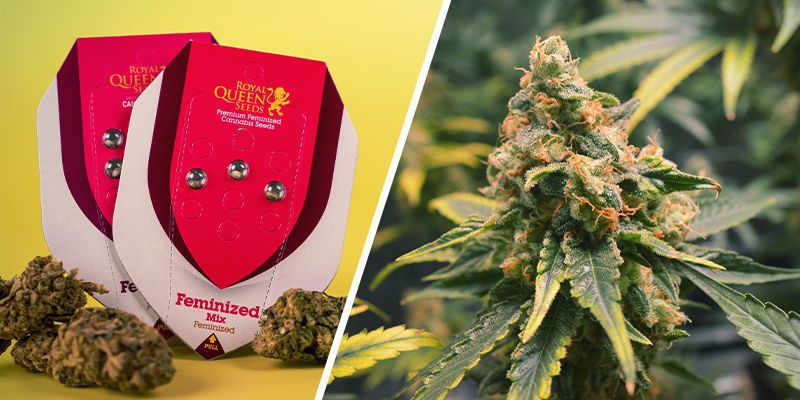 Feminisierter Mix (Royal Queen Seeds) Feminisierter Mix (Royal Queen Seeds)