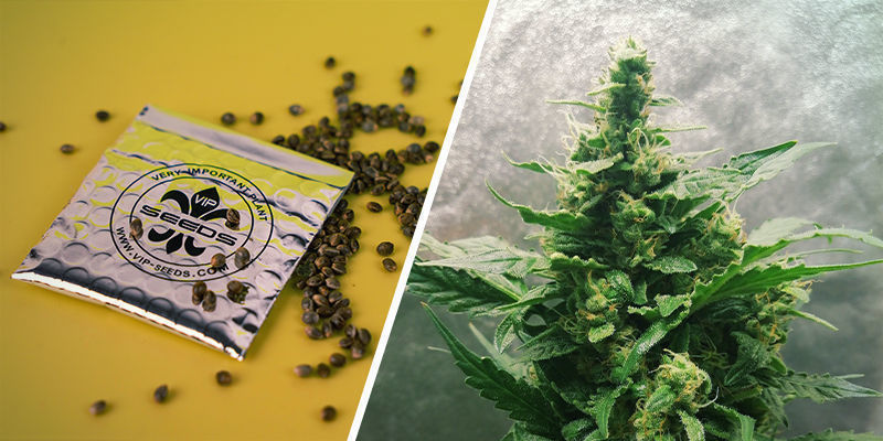 VIP Auto Mix (VIP Seeds) VIP Auto Mix (VIP Seeds)