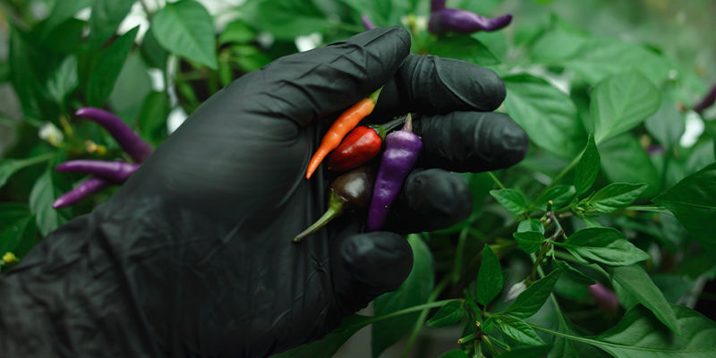 Sei Vorsichtig Mit Deinem Capsaicin Sei Vorsichtig Mit Deinem Capsaicin