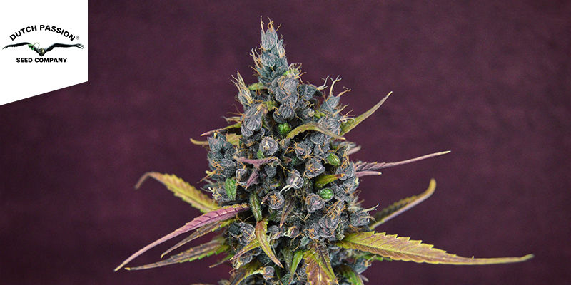 Auto Blackberry Kush (Dutch Passion) Auto Blackberry Kush (Dutch Passion)