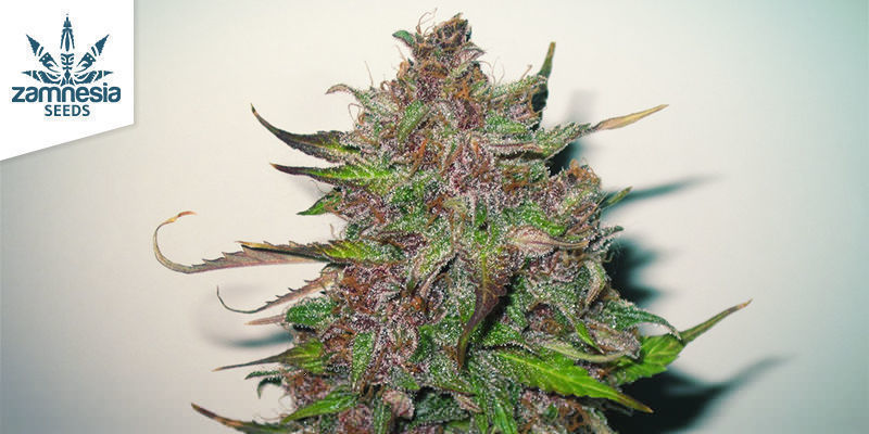 Auto Purple CousKush (Zamnesia Seeds) Auto Purple CousKush (Zamnesia Seeds)