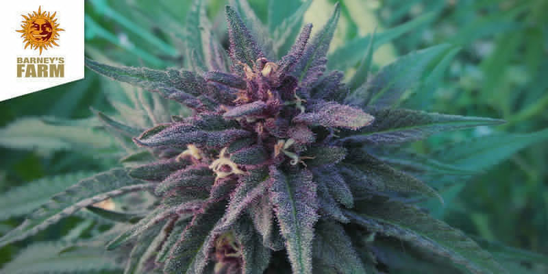 Ayahuasca Purple (Barney's Farm) Ayahuasca Purple (Barney's Farm)