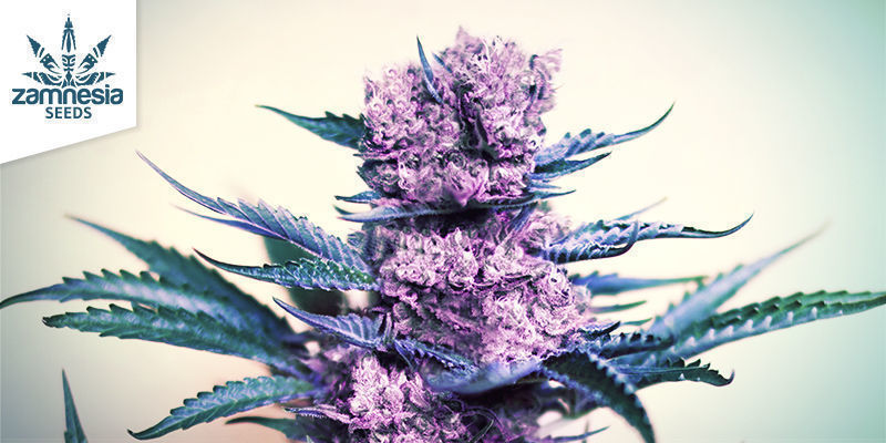 Kalini Asia (Zamnesia Seeds) Kalini Asia (Zamnesia Seeds)