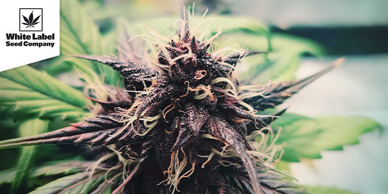 Purple Bud (White Label) Purple Bud (White Label)