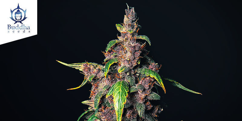 Purple Kush Auto (Buddha Seeds) Purple Kush Auto (Buddha Seeds)