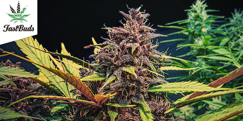 Purple Lemonade (FastBuds) Purple Lemonade (FastBuds)