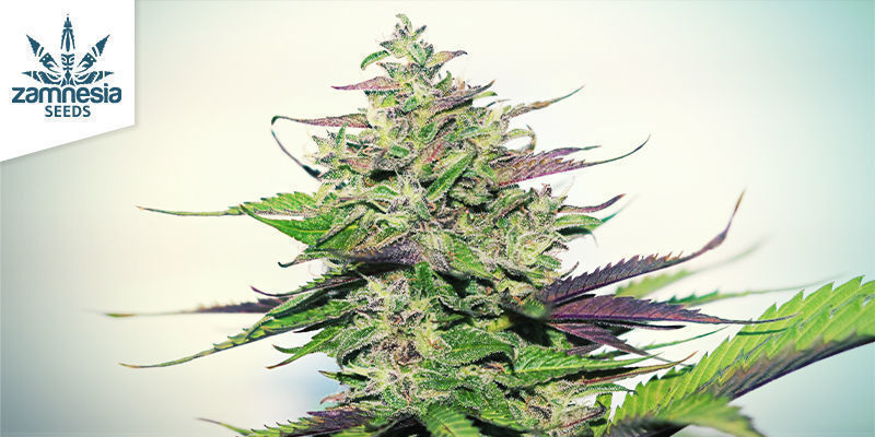 Purple Punch (Zamnesia Seeds) Purple Punch (Zamnesia Seeds)
