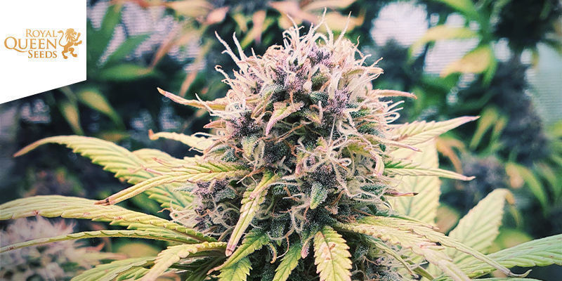 Purple Queen (Royal Queen Seeds) Purple Queen (Royal Queen Seeds)